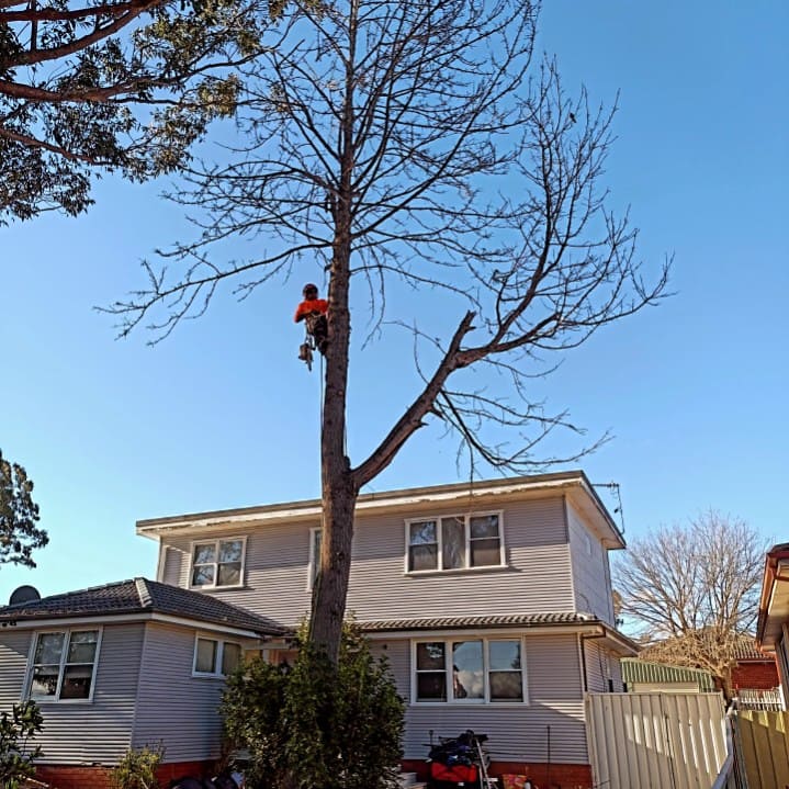 Certified arborist performing high-altitude tree removal